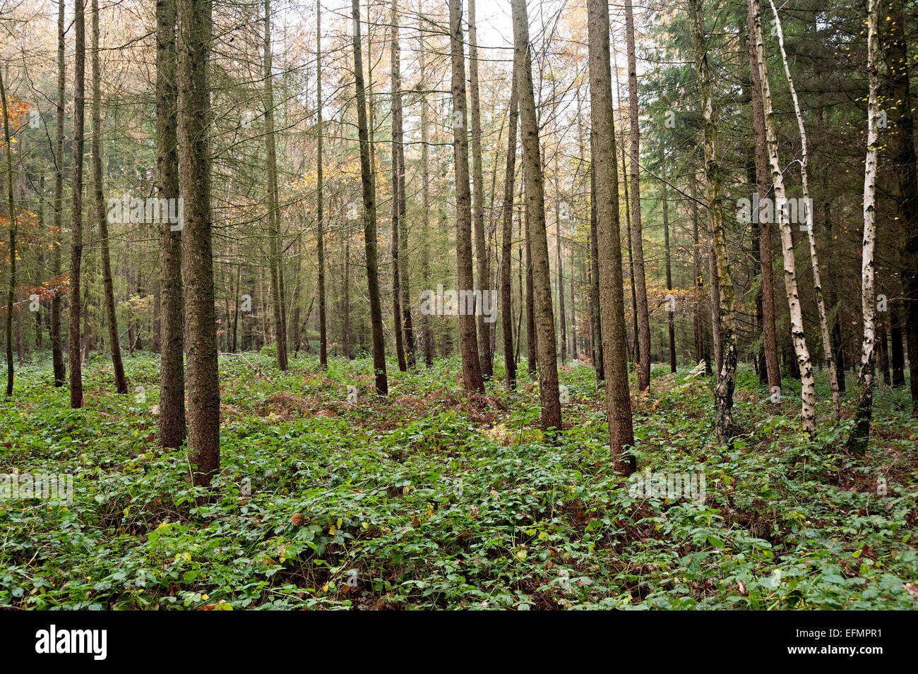 Arbres de la forêt de Wyre Angleterre Worcestershire Banque D'Images