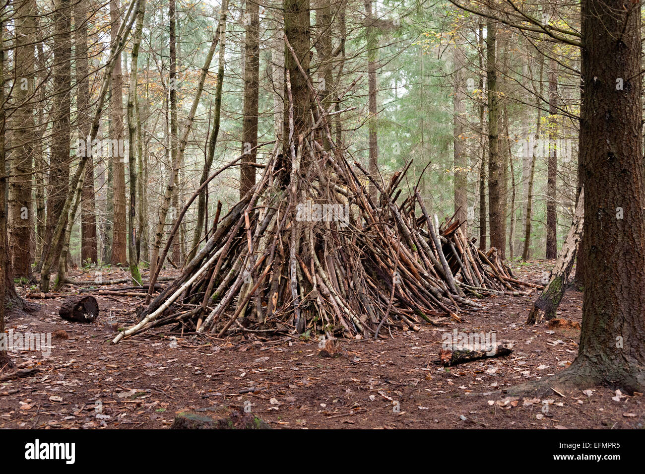 Arbres de la forêt de Wyre sud avec un den cacher maison faite de bois et de fougères Banque D'Images