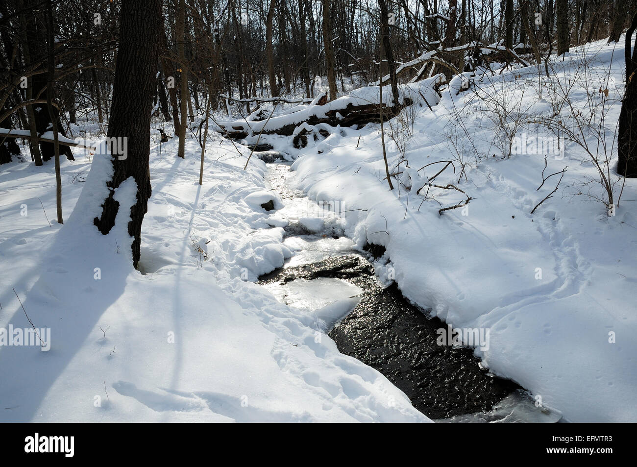 Panoramique d'hiver en forêt avec des pistes d'animaux se précipiter sur. Banque D'Images