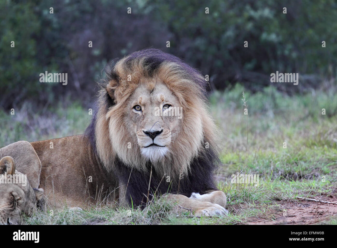 Lion paire dans l'Amakhala Game Reserve, Eastern Cape, Afrique du Sud. Banque D'Images