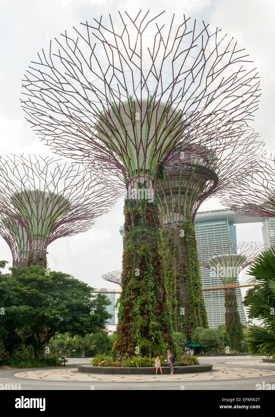 Supertree Grove dans les jardins de la baie park à Singapour. Banque D'Images