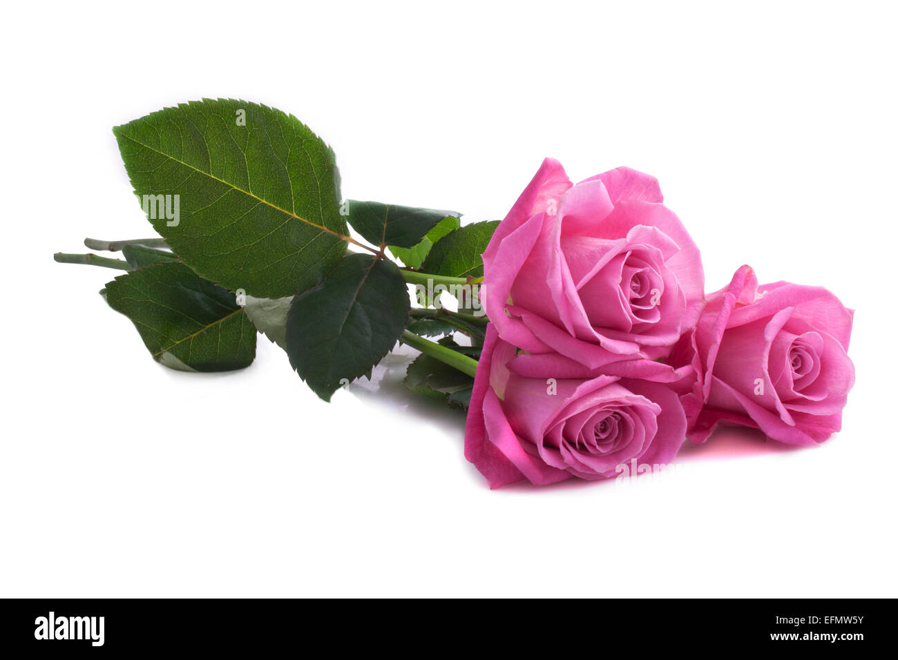 Des roses rose arbre isolé sur fond blanc Banque D'Images