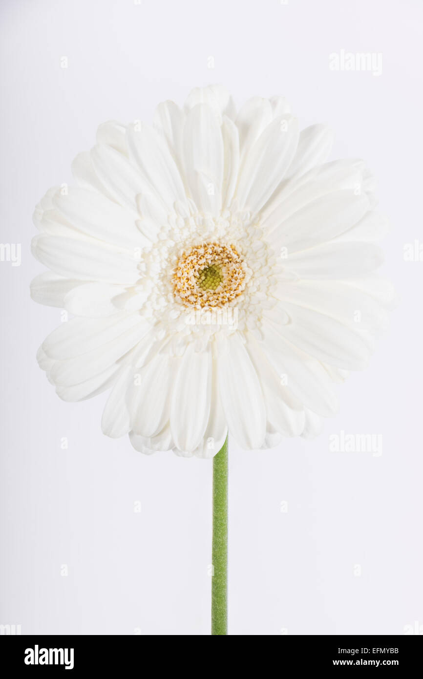 Portrait d'un Gerbera daisy blanc Banque D'Images