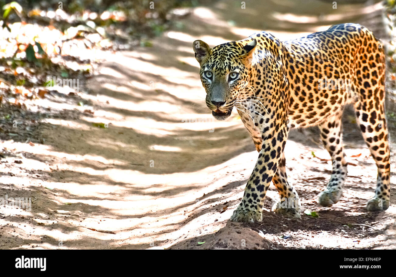 Sri Lanka - Léopard Panthera pardus Kotiya Banque D'Images