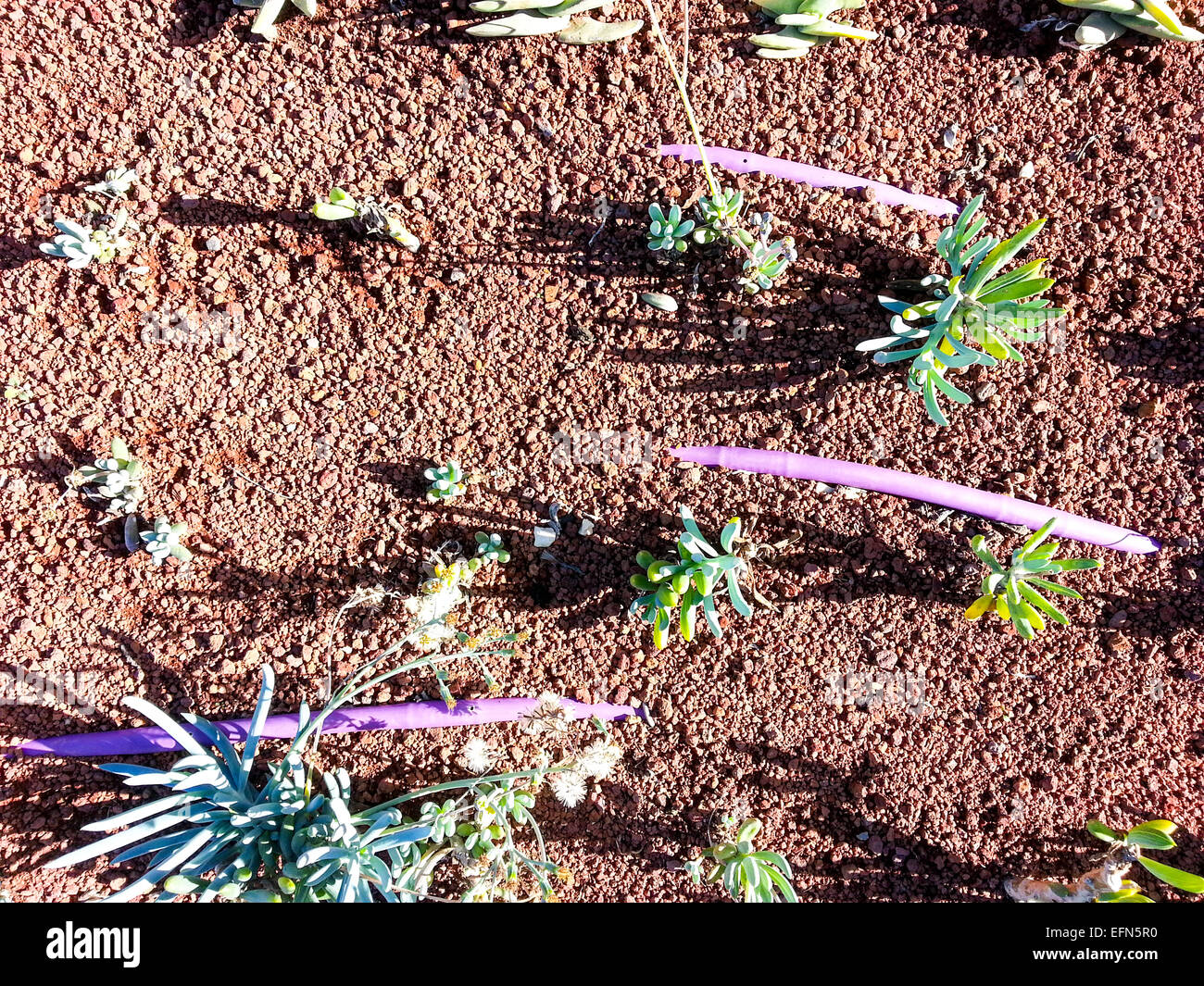 Jardinage écologique. L'irrigation goutte-à-goutte dans un lit de fleurs couvert de tuf. Le tuf diminue l'évaporation de l'eau et l'irrigation goutte-à-goutte Banque D'Images