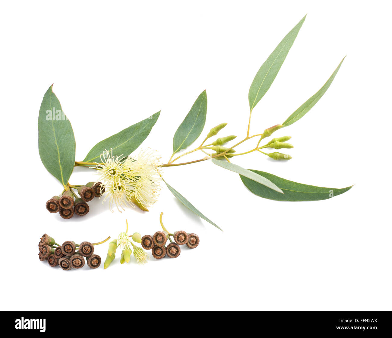 Branche d'eucalyptus avec des fleurs et des graines isolated on white Banque D'Images