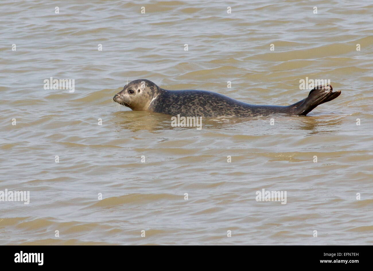 European Common seal (Phoca vitulina) farniente dans les eaux peu profondes près de la rive Banque D'Images