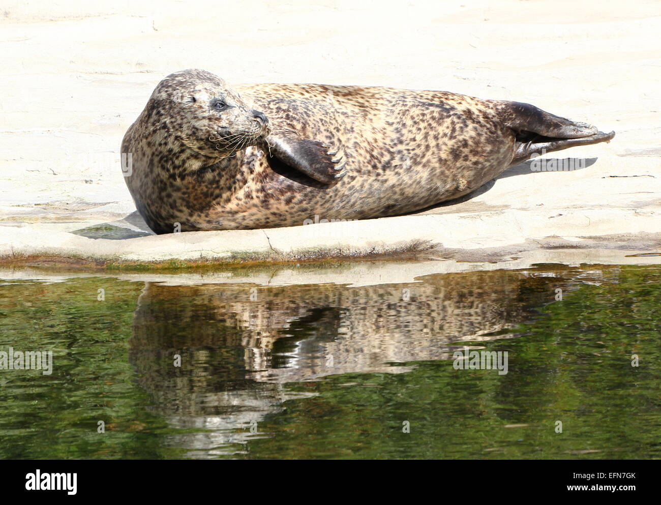 European Common seal (Phoca vitulina) farniente sur la plage au soleil Banque D'Images