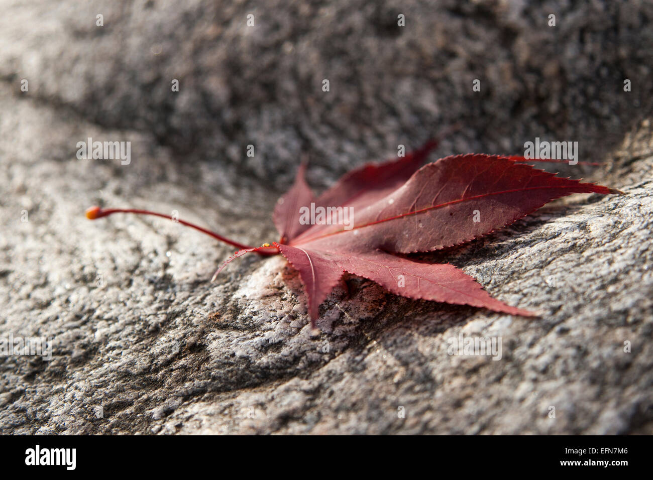 Une seule feuille d'automne reposant sur une surface en pierre Banque D'Images