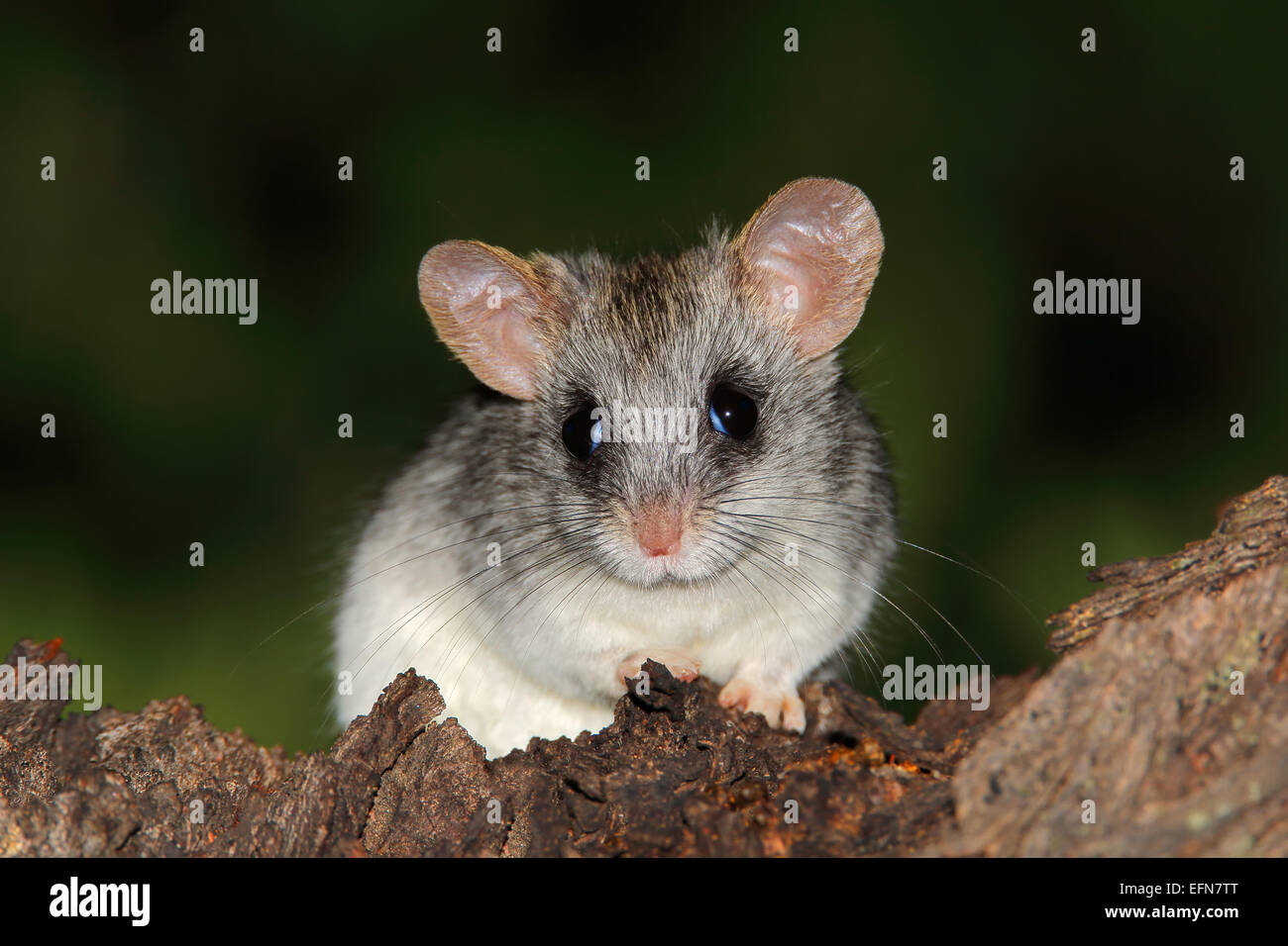 Un Acacia rat (Thallomys paedulcus) assis dans un arbre, Afrique du Sud Banque D'Images