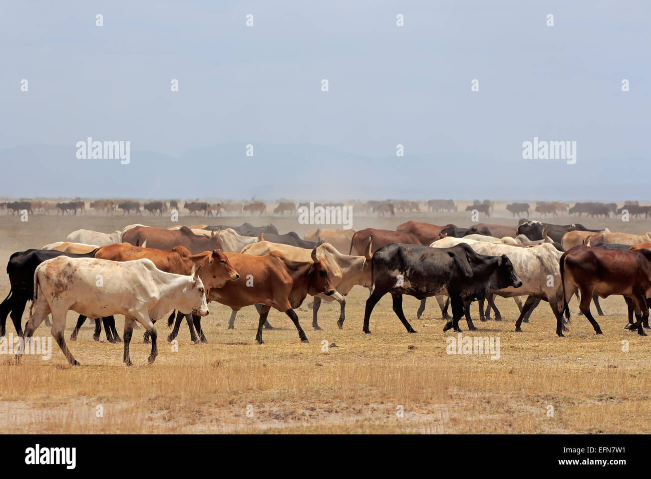 Troupeau de bétail Masai sur les plaines poussiéreuses, Kenya Banque D'Images