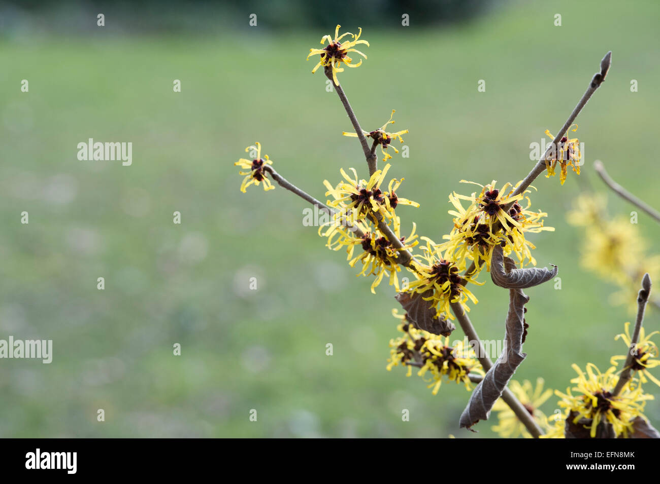 Hamamelis mollis Jermyns Gold. L'hamamélis chinois Jermyns 'Gold' la floraison en hiver. UK Banque D'Images