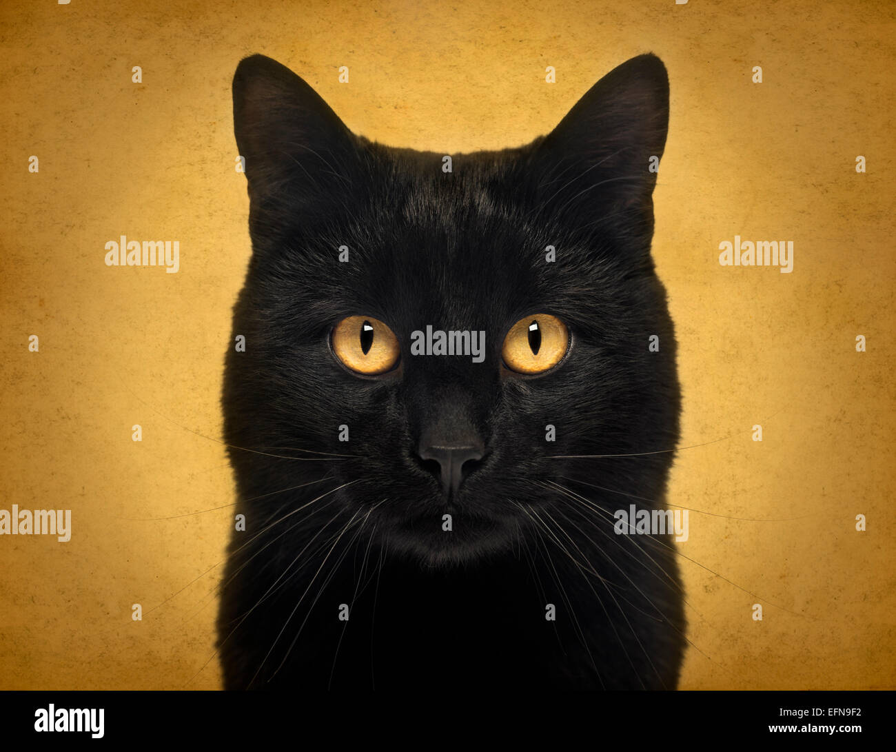 Close-up of a Black Cat regardant la caméra, sur fond jaune Banque D'Images