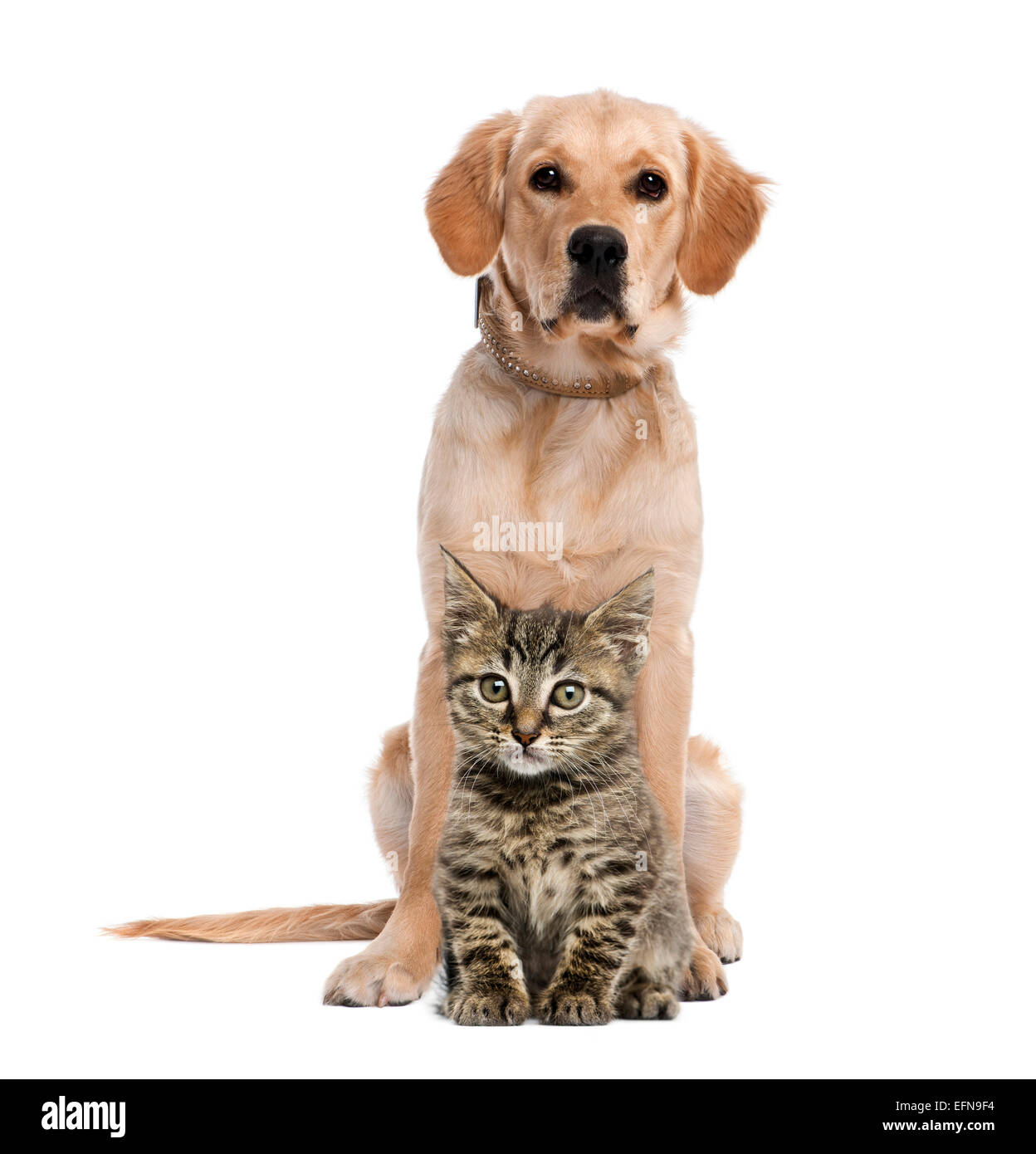 British Longhair chaton assis en face d'un golden retriever against white background Banque D'Images