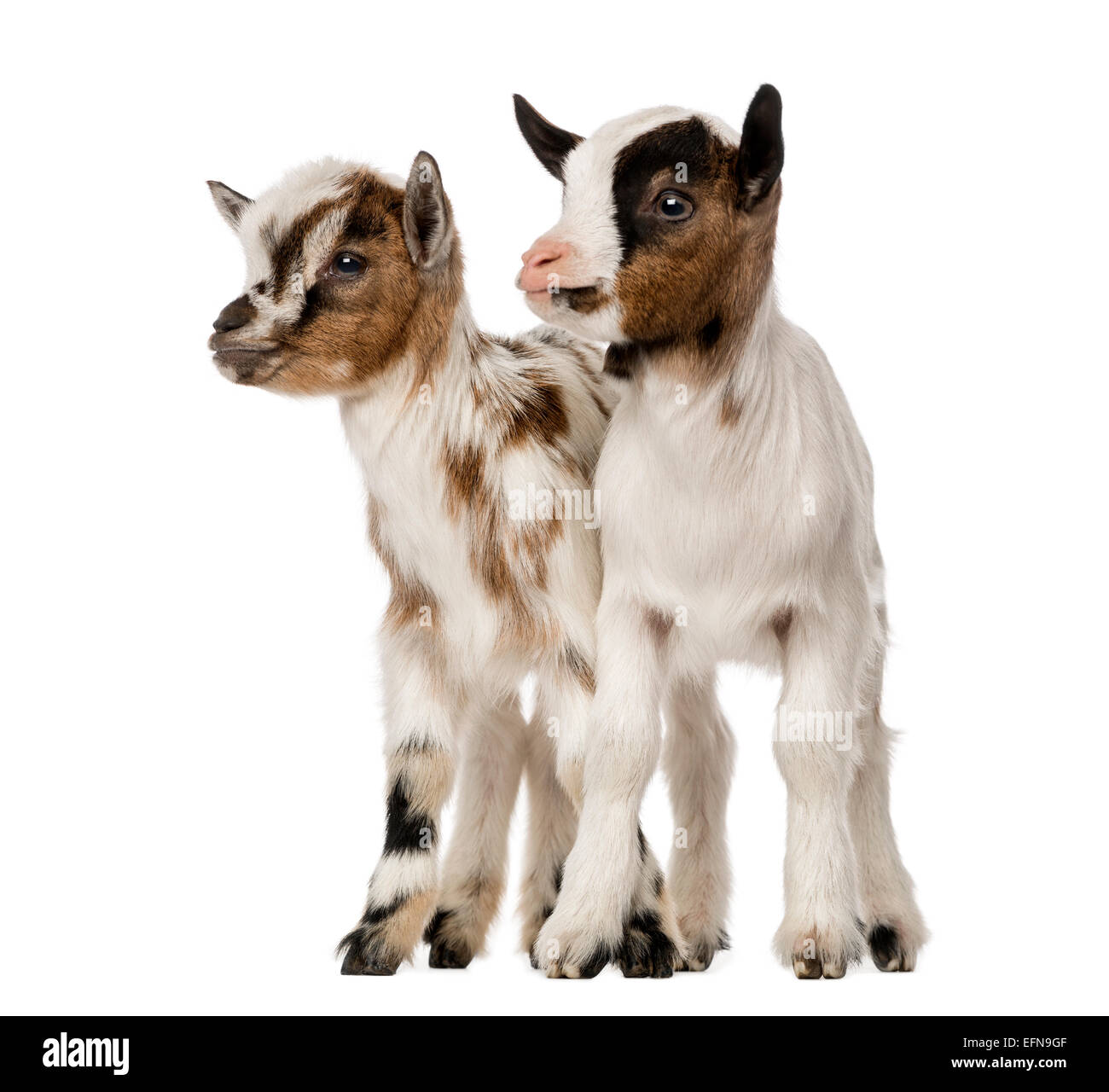 Deux jeunes chèvres domestiques, kids against white background Banque D'Images