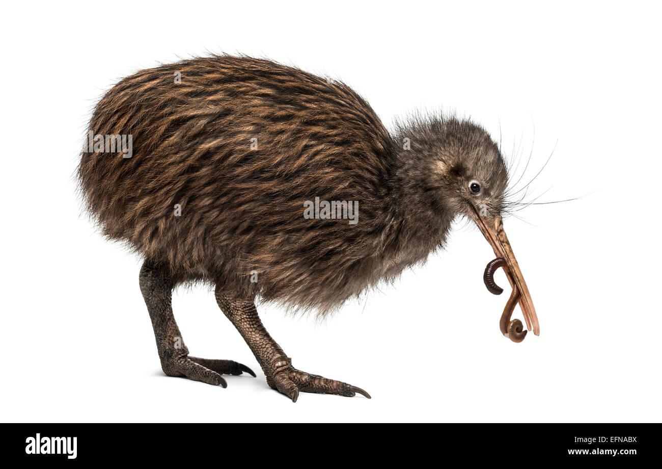 Île du Nord Brown Kiwi manger un ver de Apteryx mantelli, against white background Banque D'Images