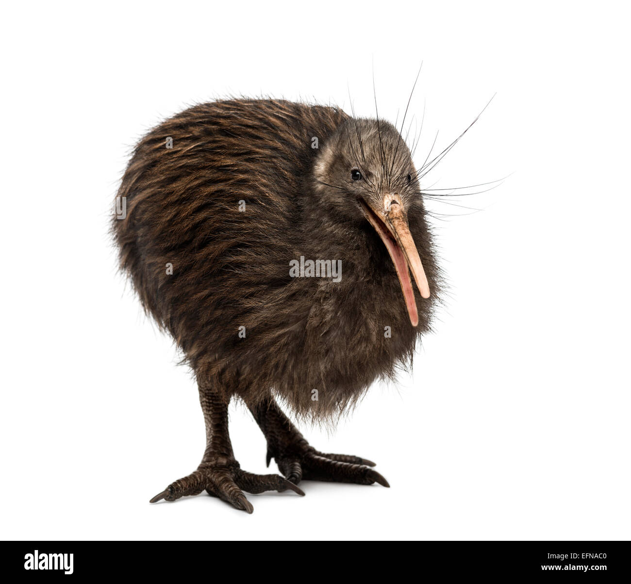 Île du Nord Brown Kiwi, Apteryx mantelli, against white background Banque D'Images Île du Nord Brown Kiwi, Apteryx mantelli, against white background Banque D'Images