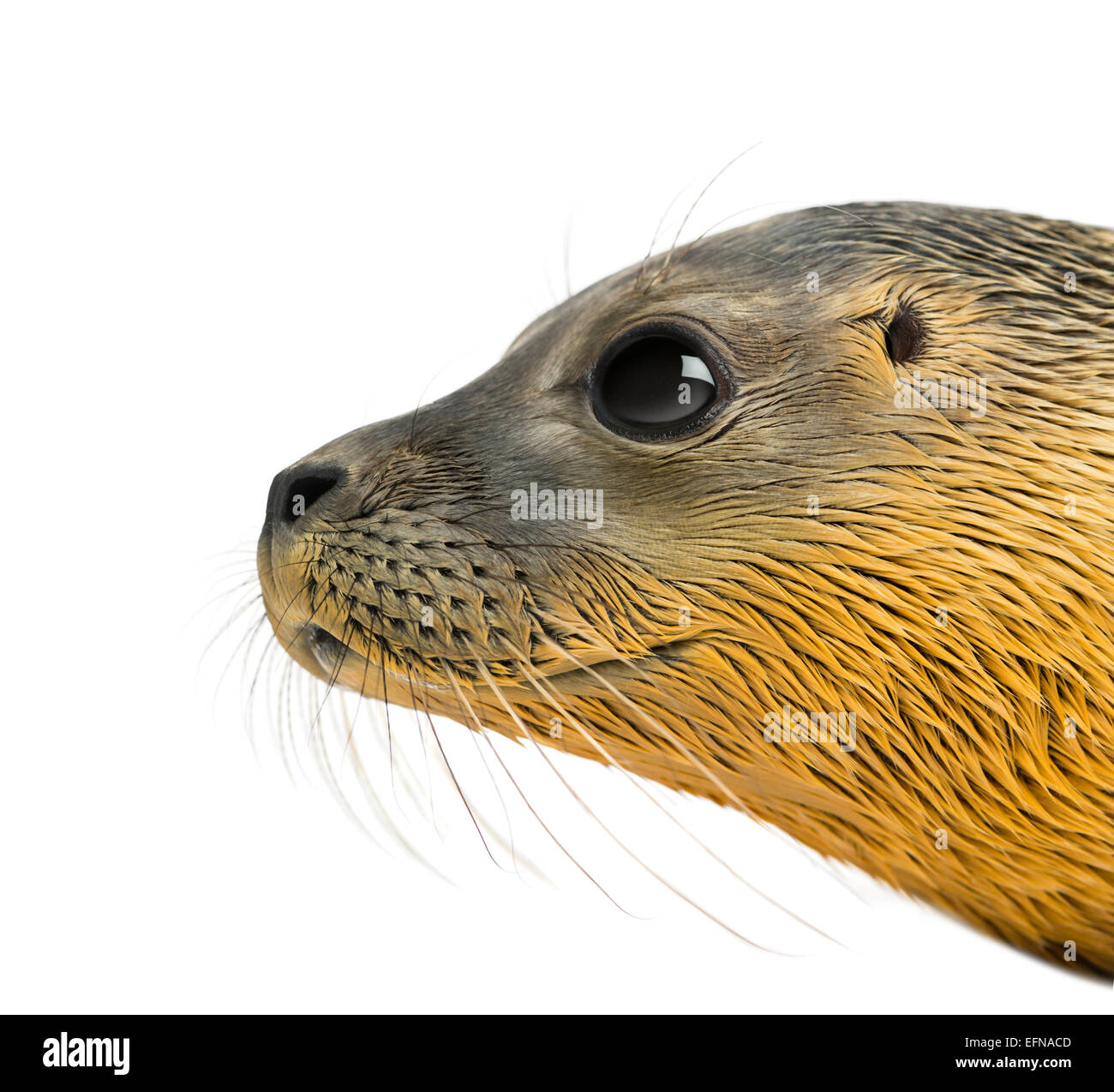Gros plan sur la tête d'un phoque commun against white background Banque D'Images