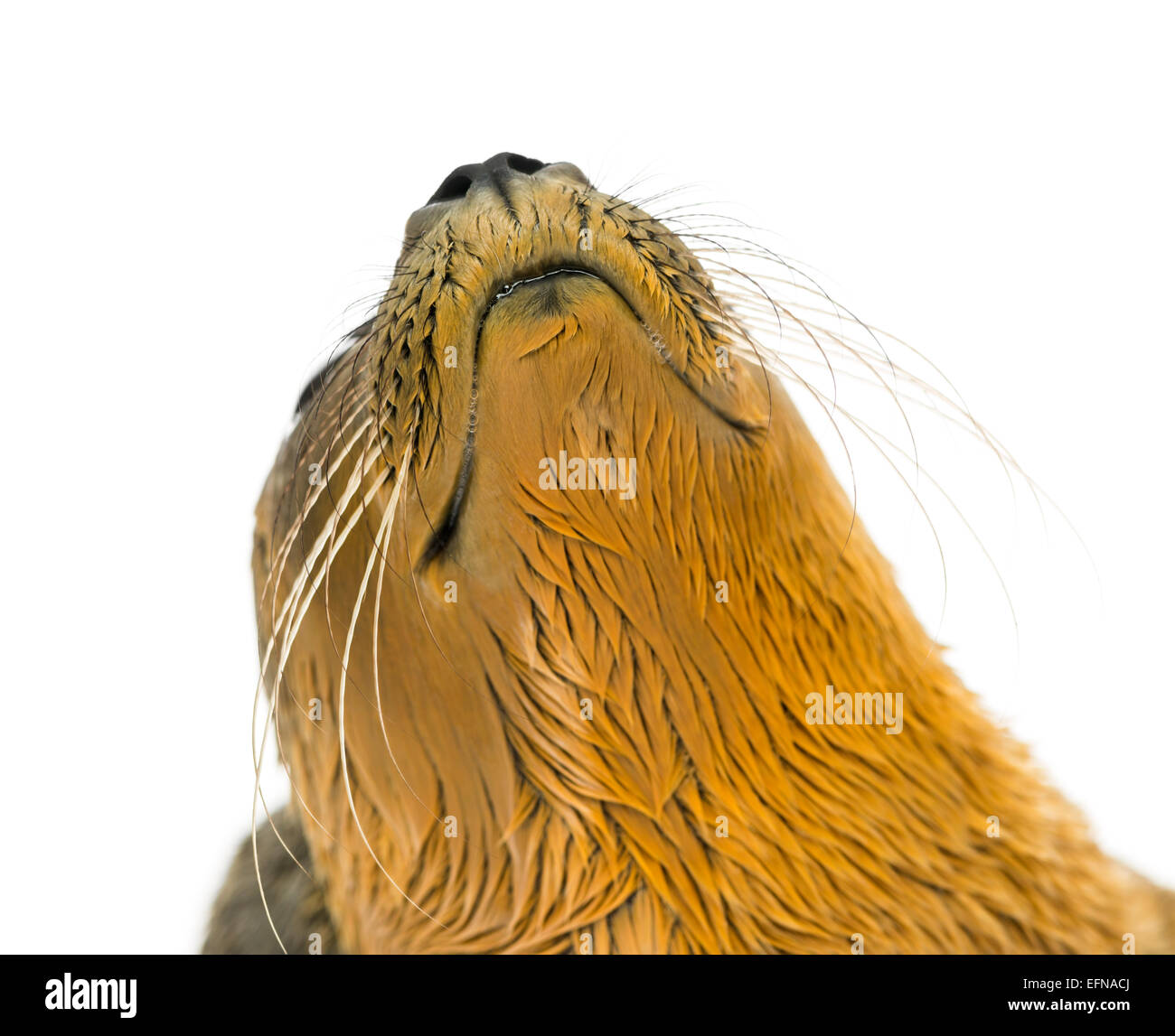 Gros plan sur la tête d'un phoque commun against white background Banque D'Images