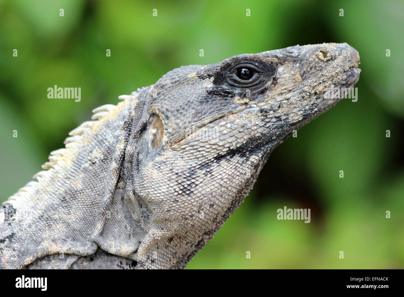 L'Iguane noir alias Black Iguana, Noir ou Ctenosaur (Ctenosaura similis) Banque D'Images