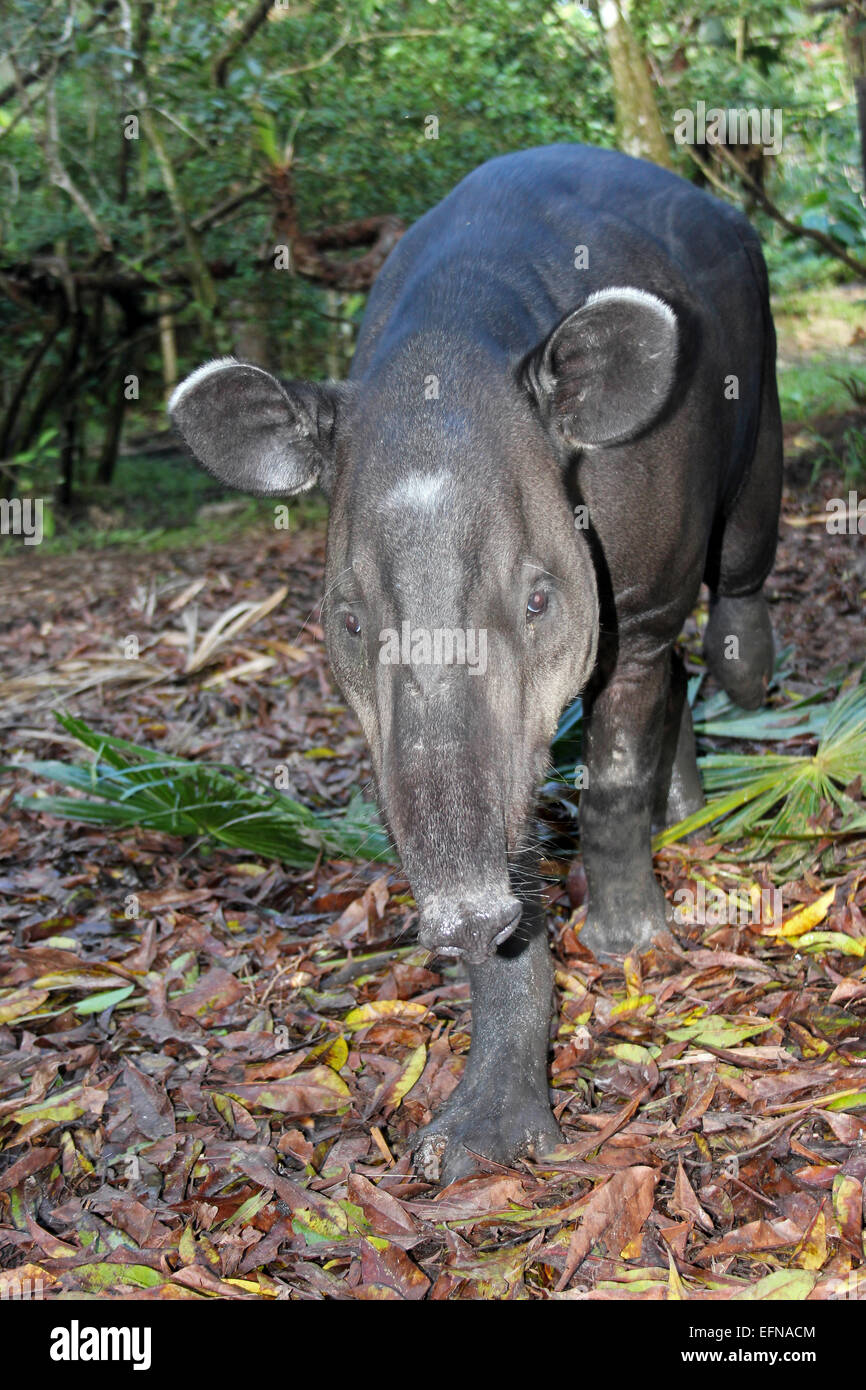 Tapir Tapirus bairdii Baird Banque D'Images