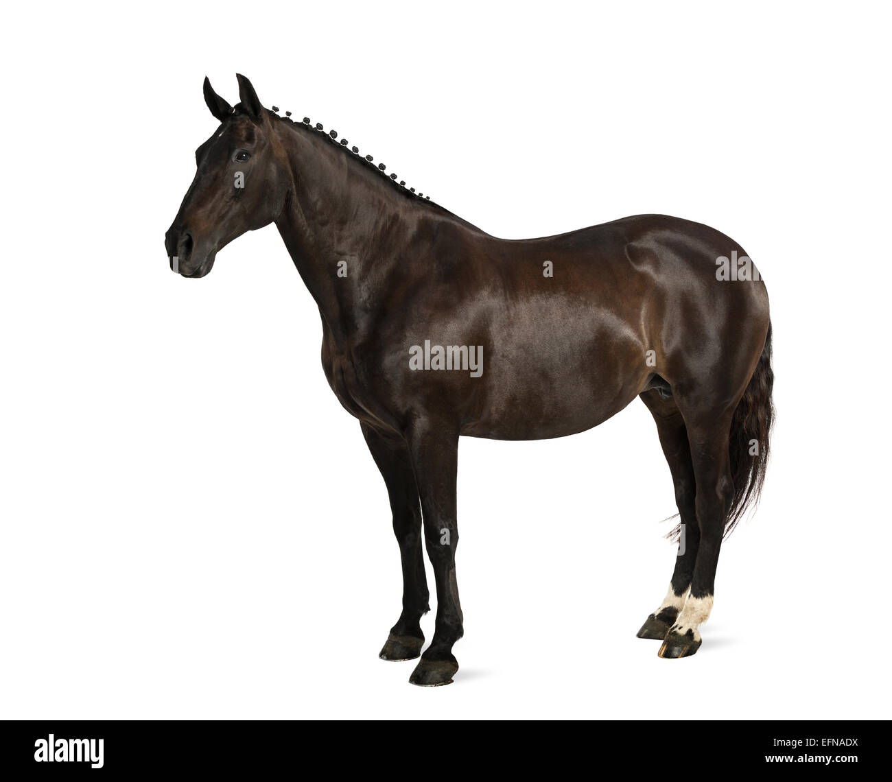 Cheval de Sport Belge (sBs) 25 ans, Equus ferus caballus, against white background Banque D'Images