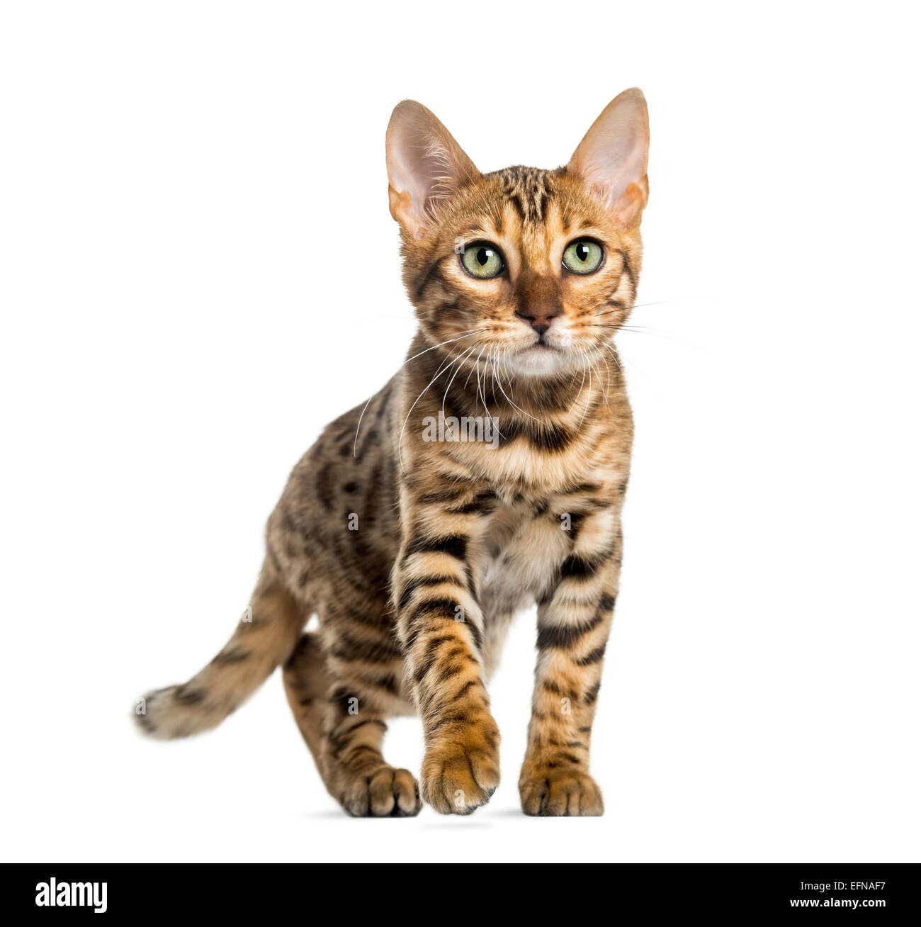 Jeune chat Bengal (5 mois), in front of white background Banque D'Images