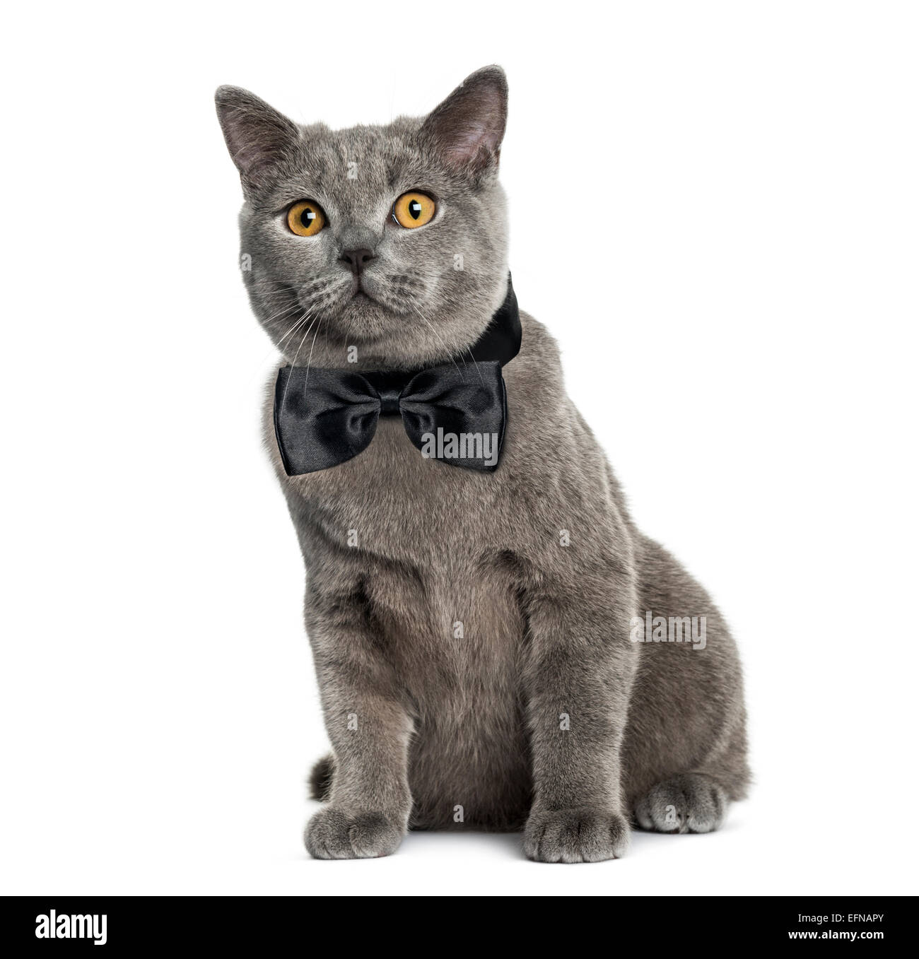 British Shorthair assis (6 mois) contre fond blanc Banque D'Images