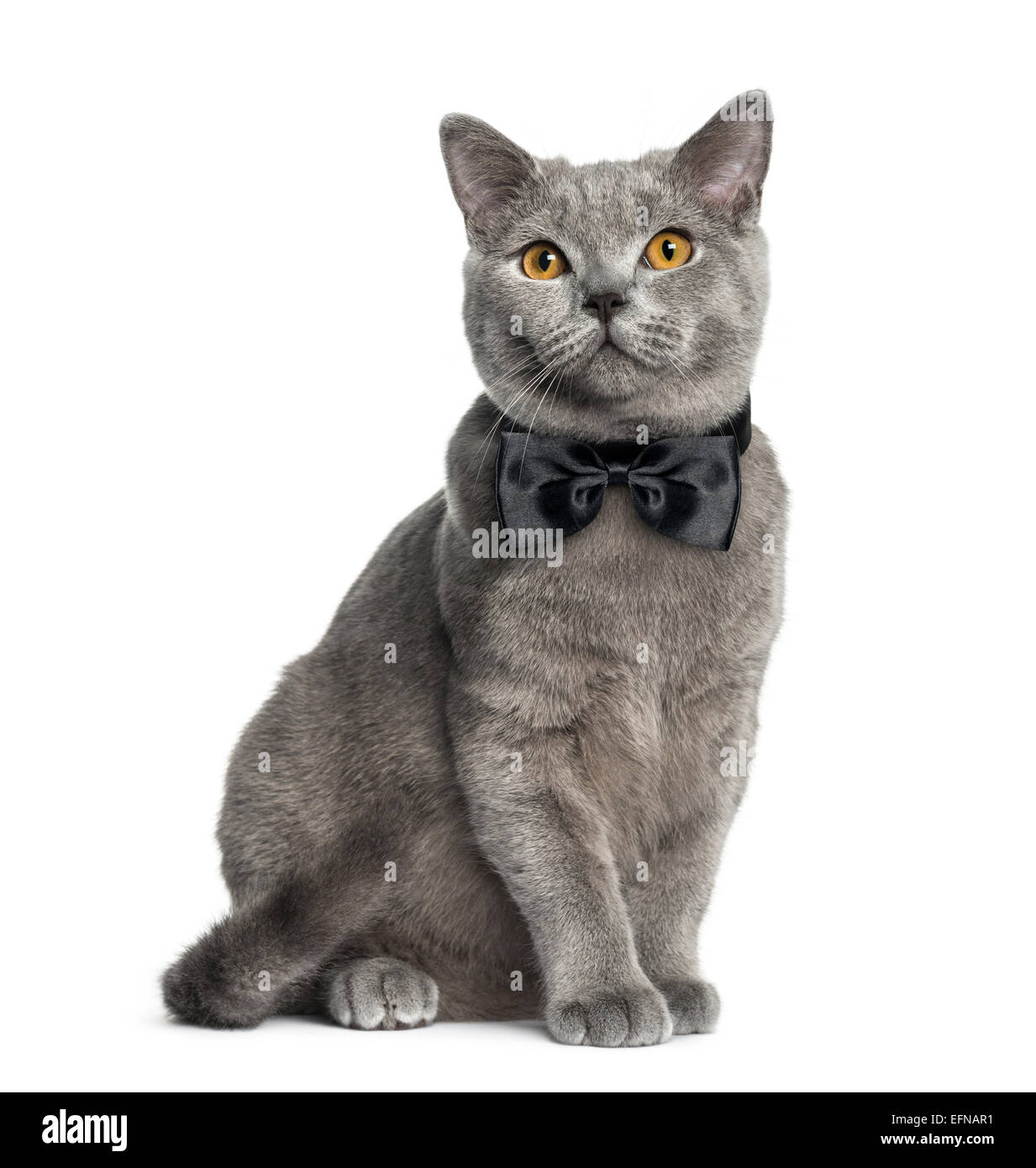 British Shorthair assis (6 mois) contre fond blanc Banque D'Images