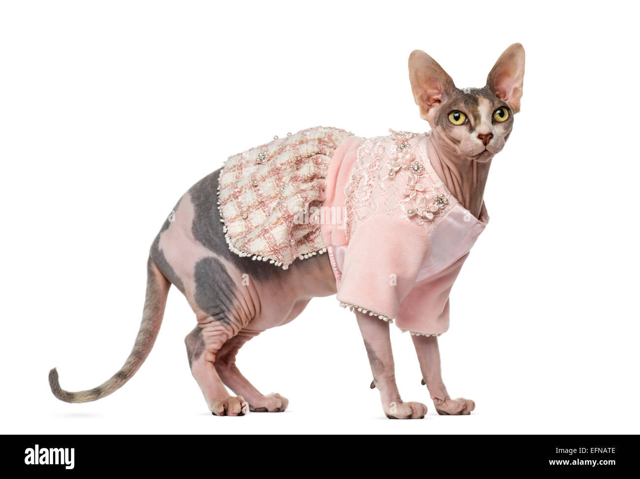 Sphynx Habille 1 Ans Contre Fond Blanc Photo Stock Alamy