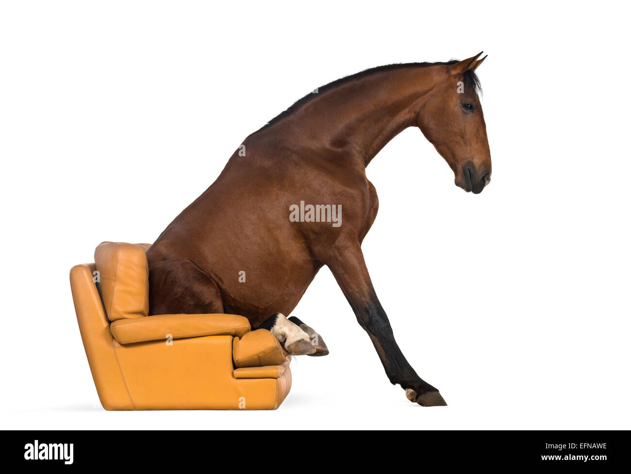 Cheval andalou assis sur un fauteuil à l'arrière-plan blanc Banque D'Images