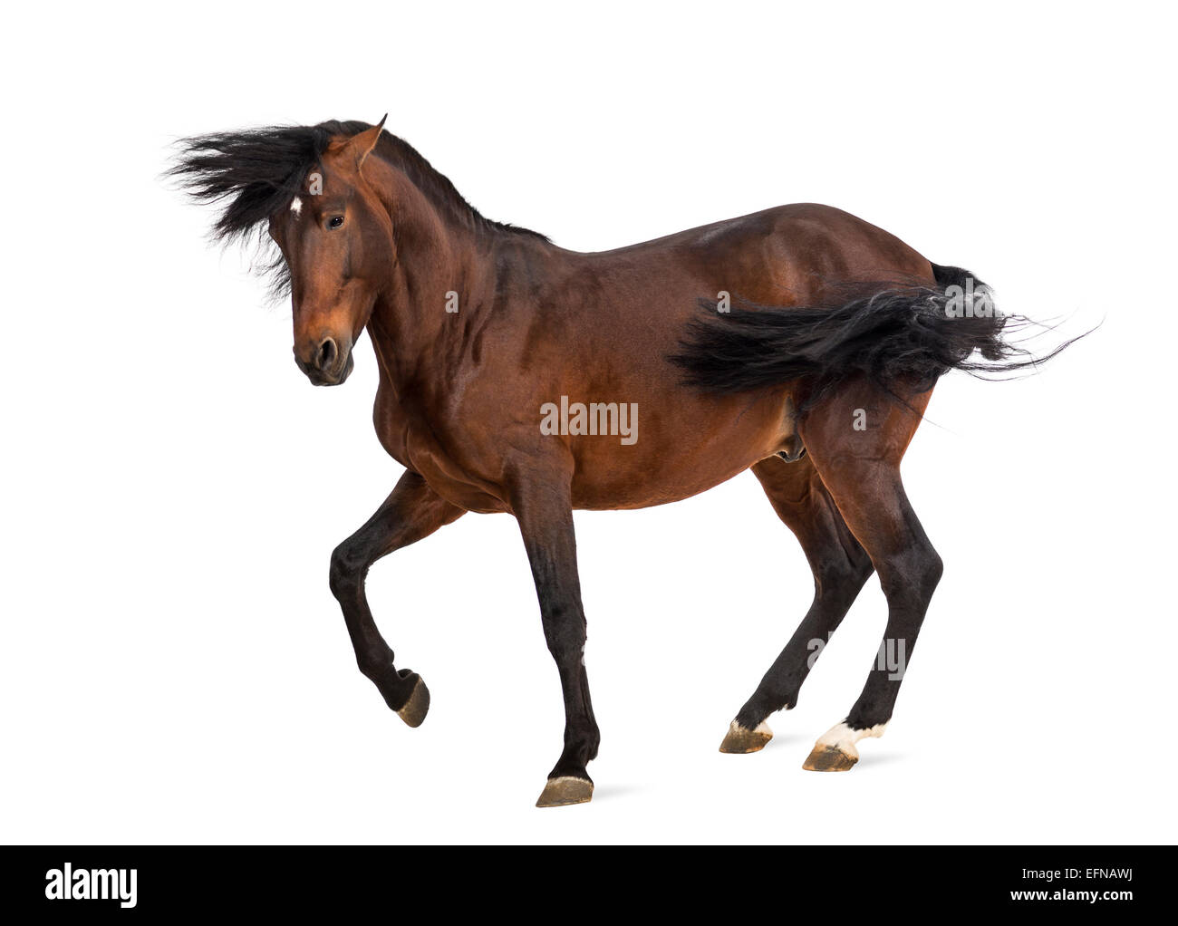 Cheval andalou trotting against white background Banque D'Images