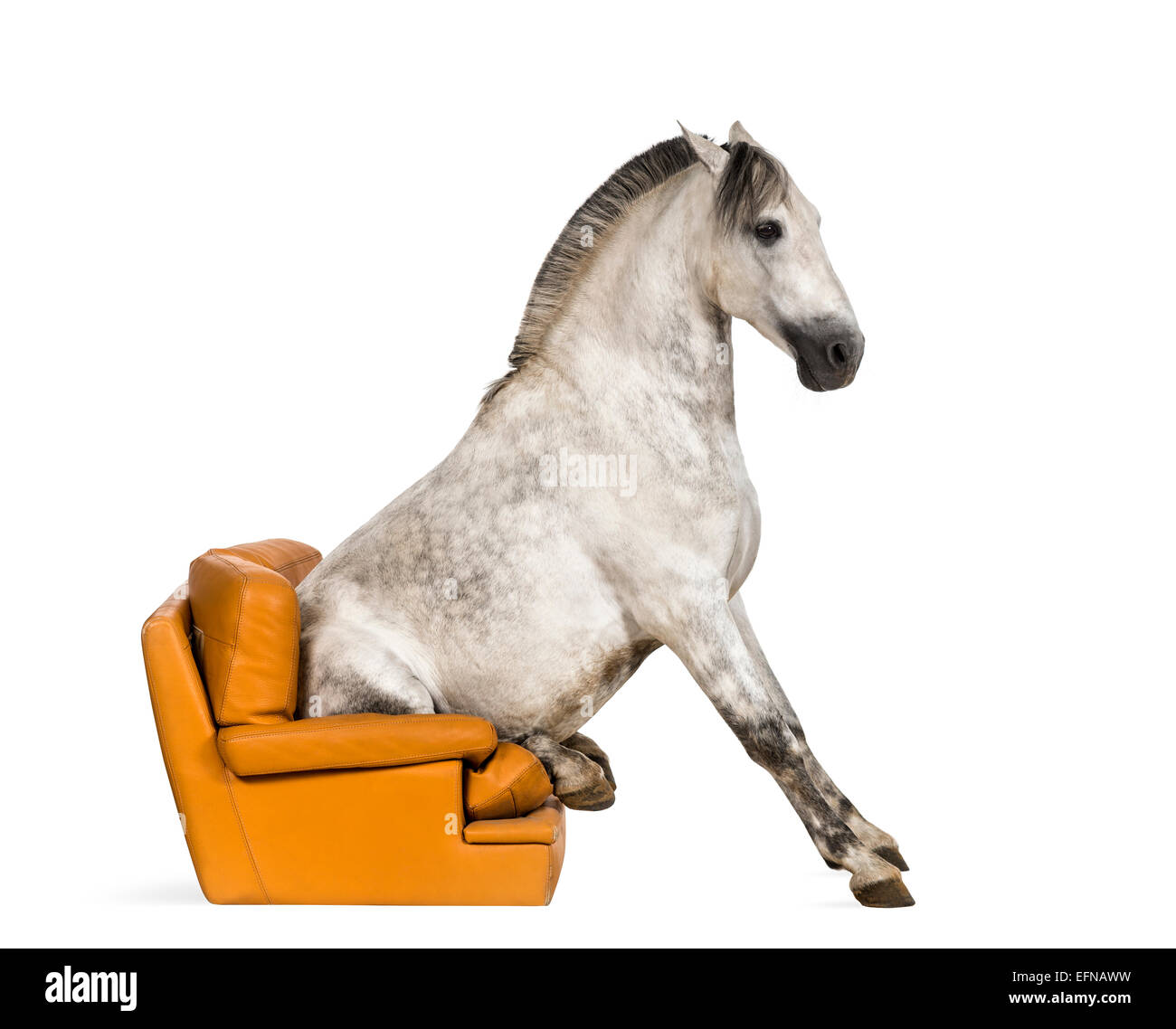 Cheval andalou assis sur un fauteuil à l'arrière-plan blanc Banque D'Images
