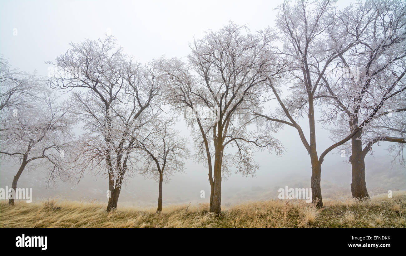 Arbres couverts de givre dans le brouillard Banque D'Images