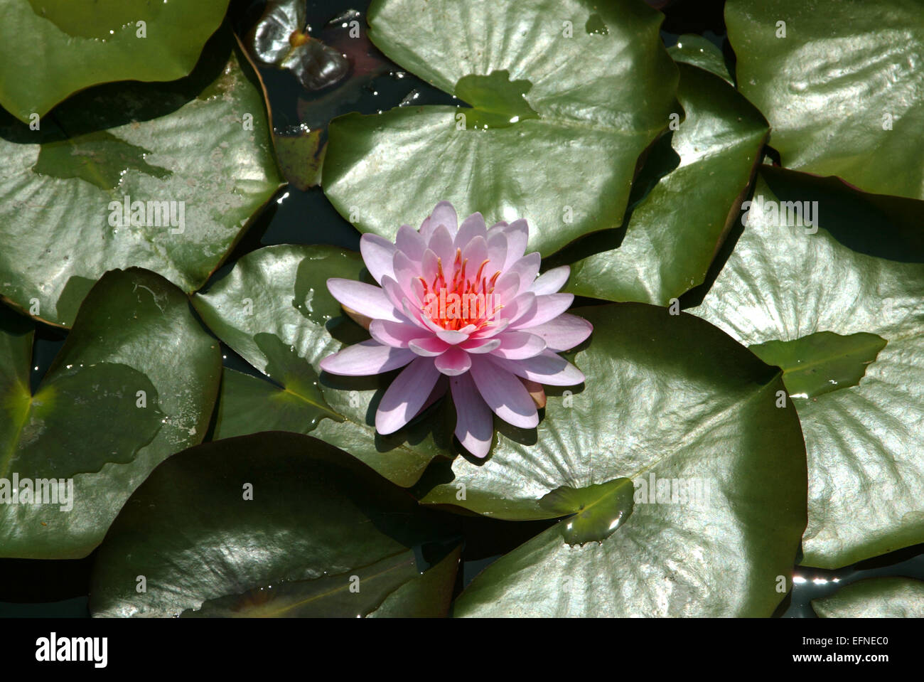 Seerose und einem Blaetter Teich Banque D'Images