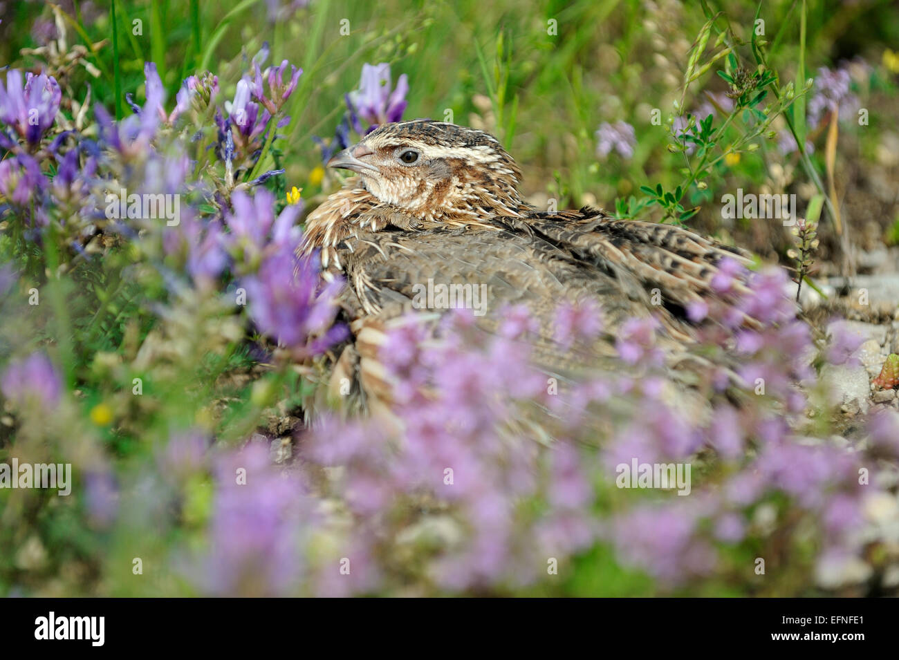 Pour la chasse des oiseaux caille Banque D'Images