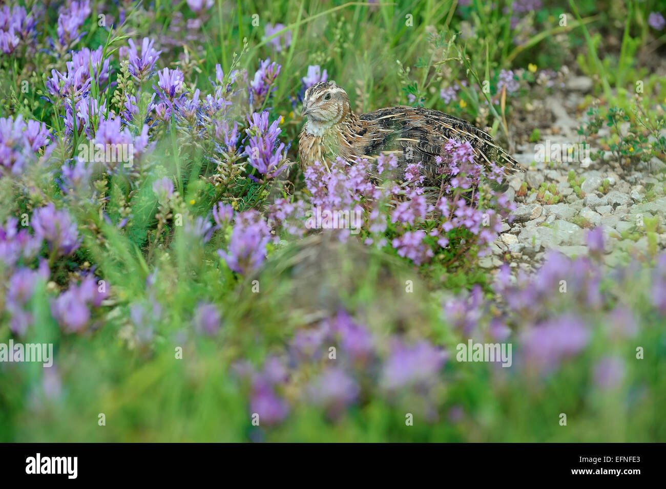 Pour la chasse des oiseaux caille Banque D'Images