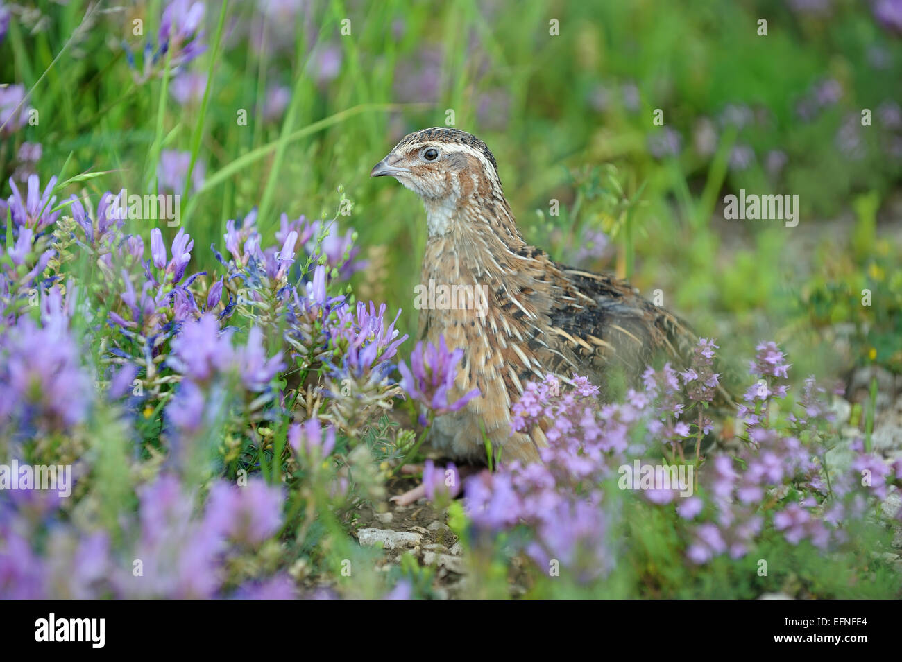 Pour la chasse des oiseaux caille Banque D'Images