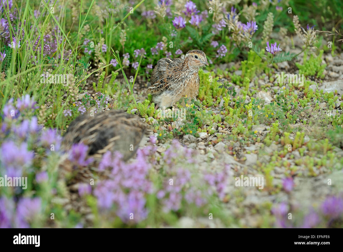 Pour la chasse des oiseaux caille Banque D'Images