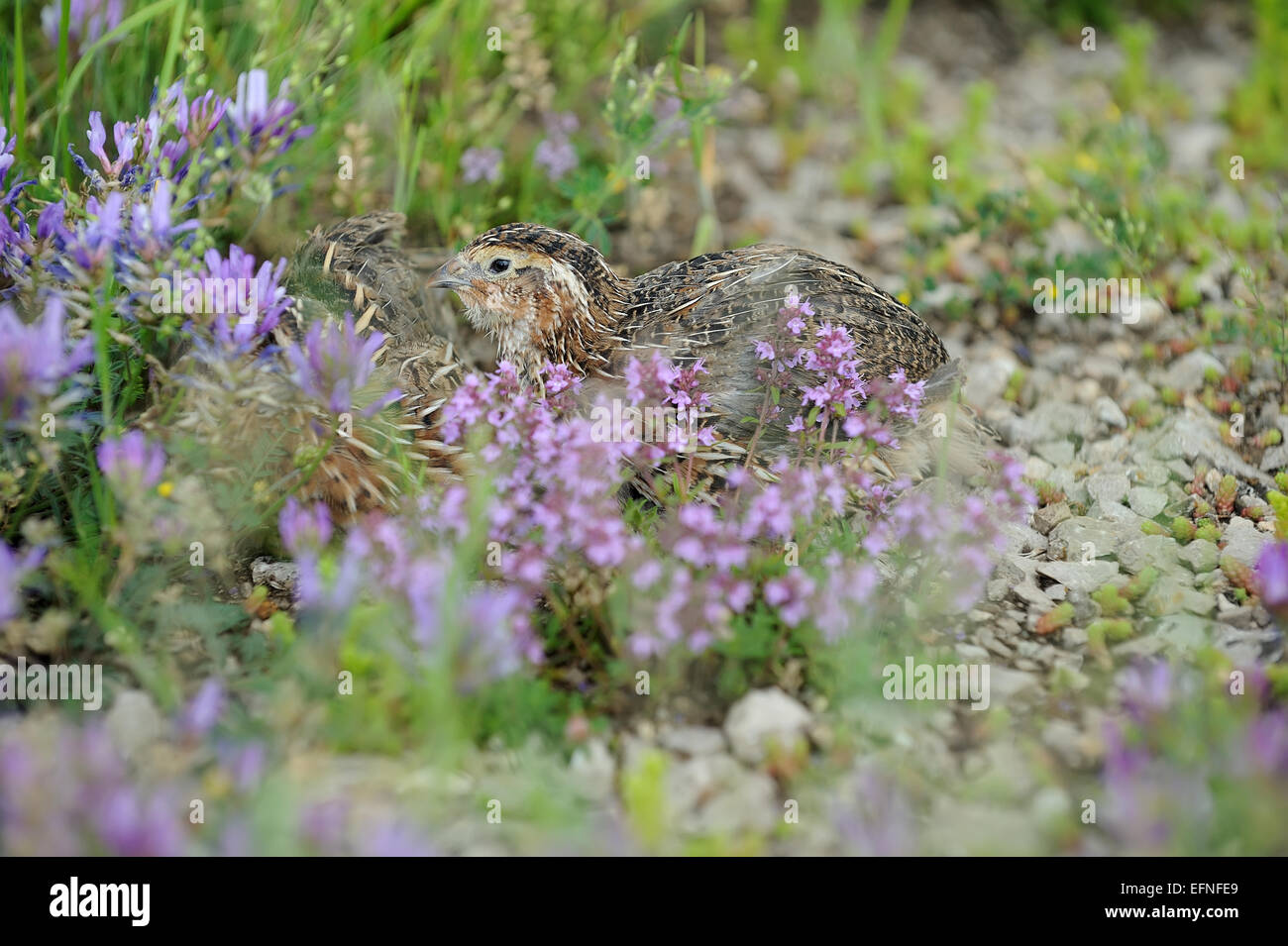 Pour la chasse des oiseaux caille Banque D'Images