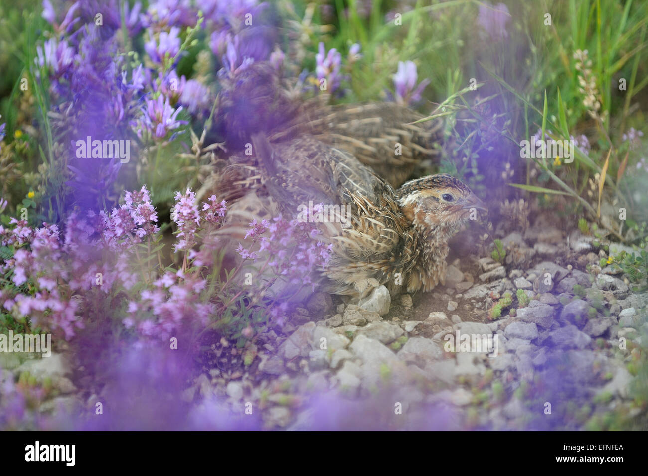 Pour la chasse des oiseaux caille Banque D'Images