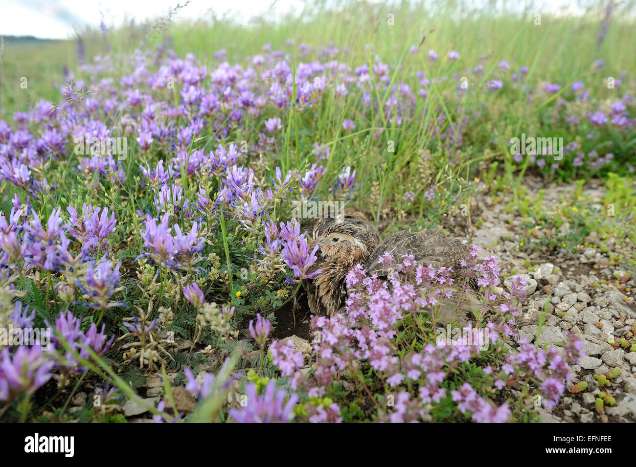 Pour la chasse des oiseaux caille Banque D'Images