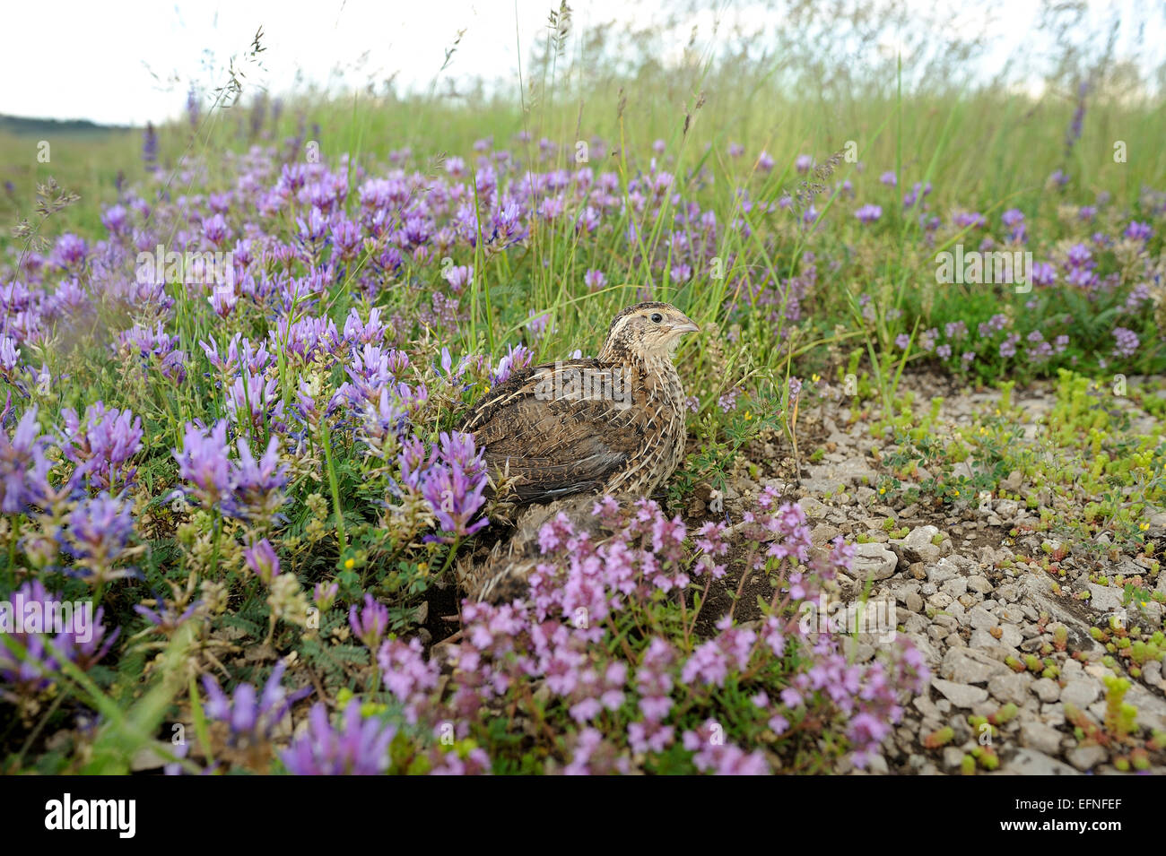 Pour la chasse des oiseaux caille Banque D'Images