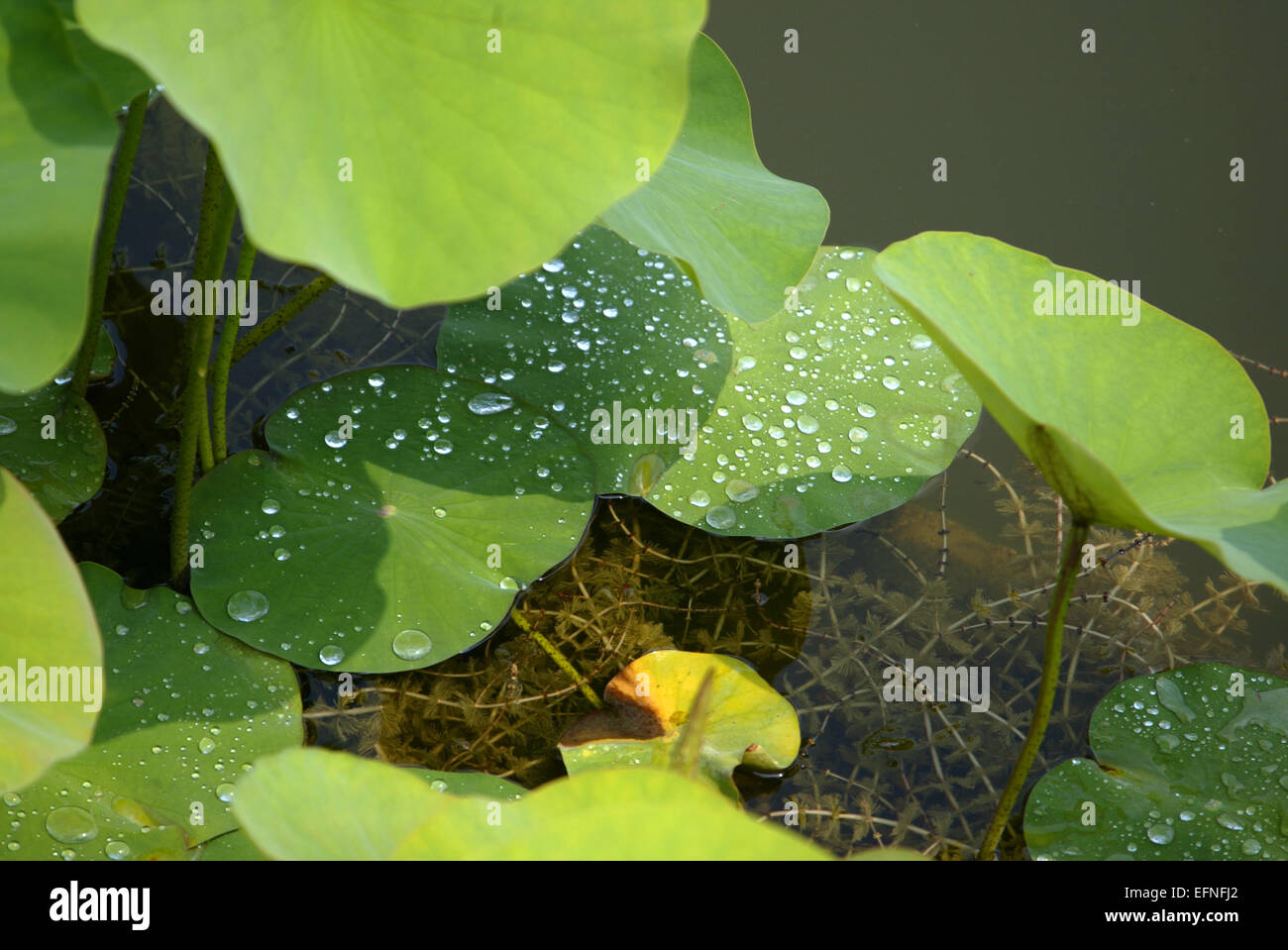 Lotusblaetter in einem Teich, Wassertropfen, Lotuseffekt Banque D'Images