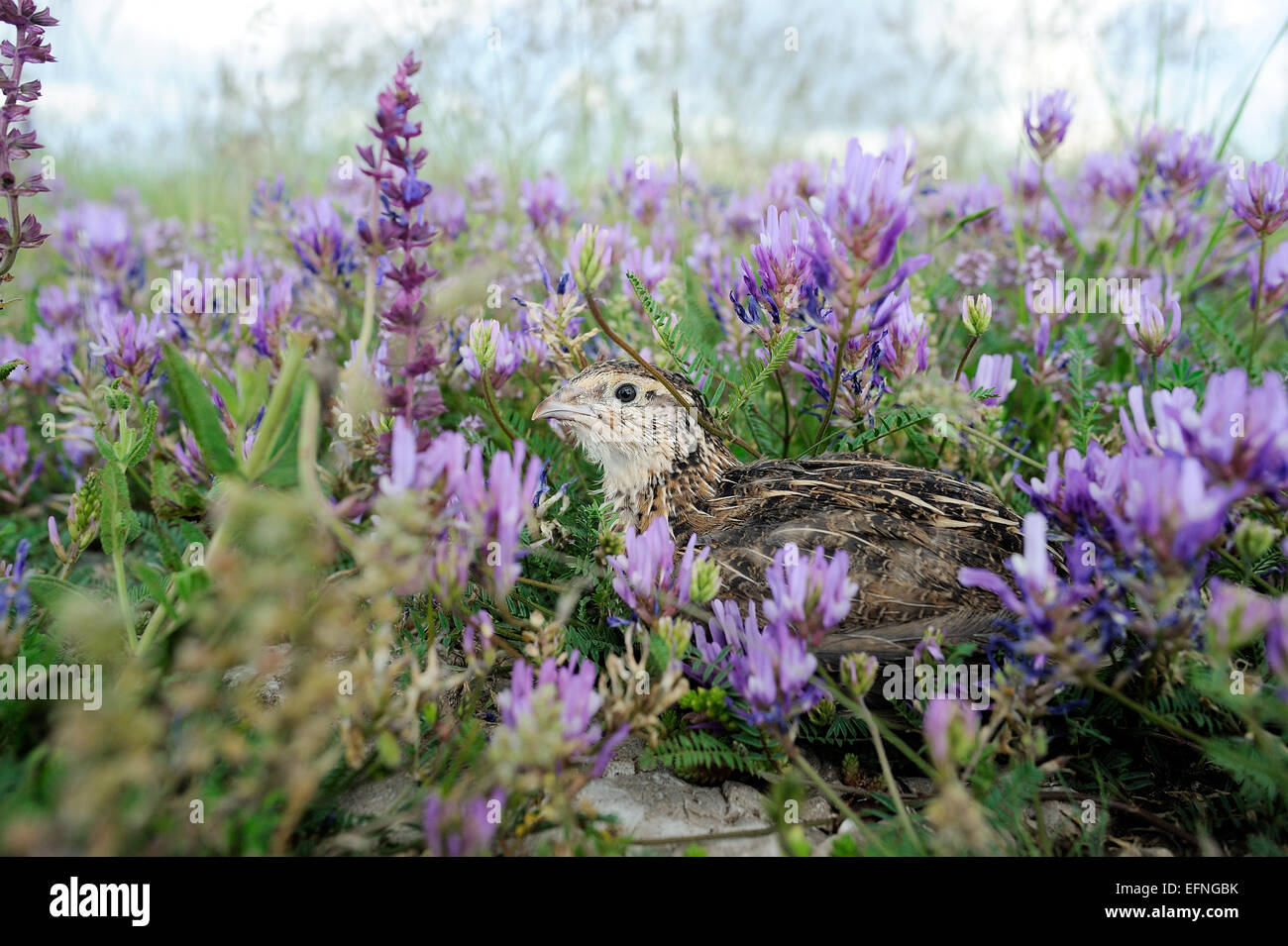 Pour la chasse des oiseaux caille Banque D'Images