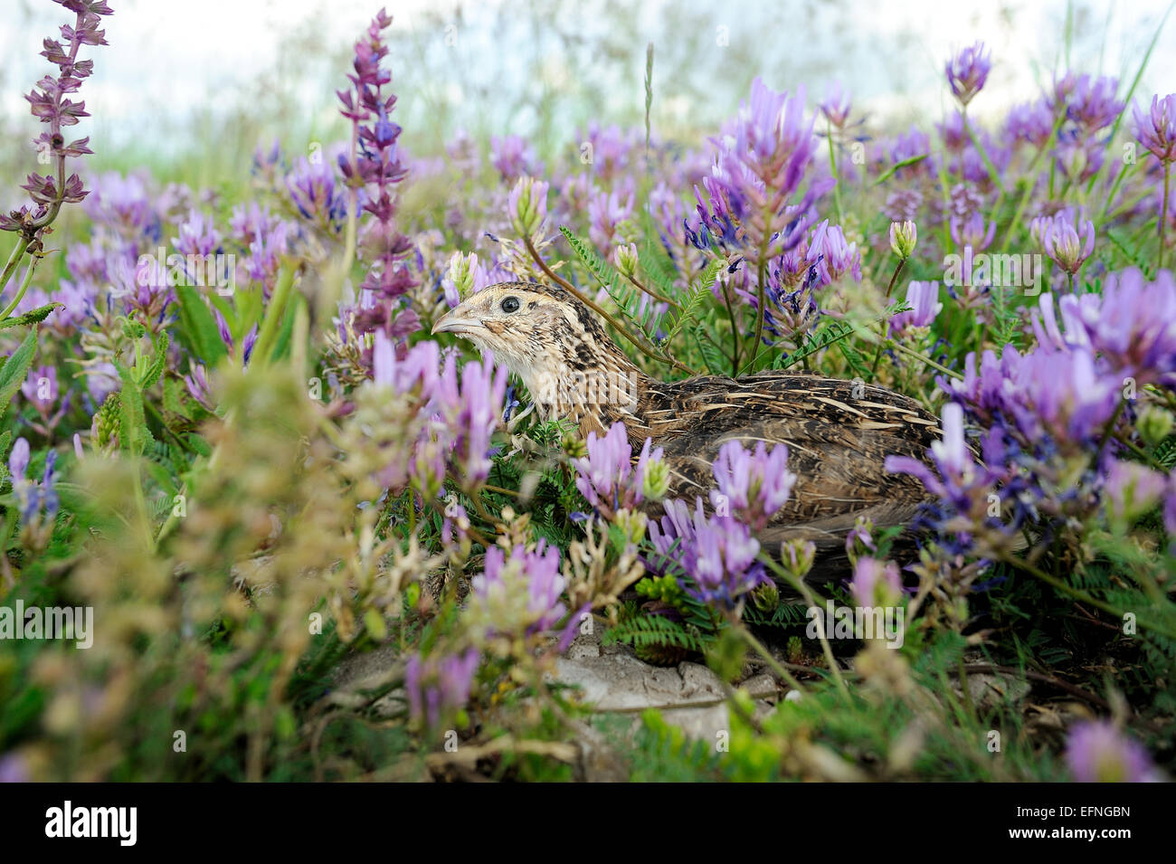 Pour la chasse des oiseaux caille Banque D'Images