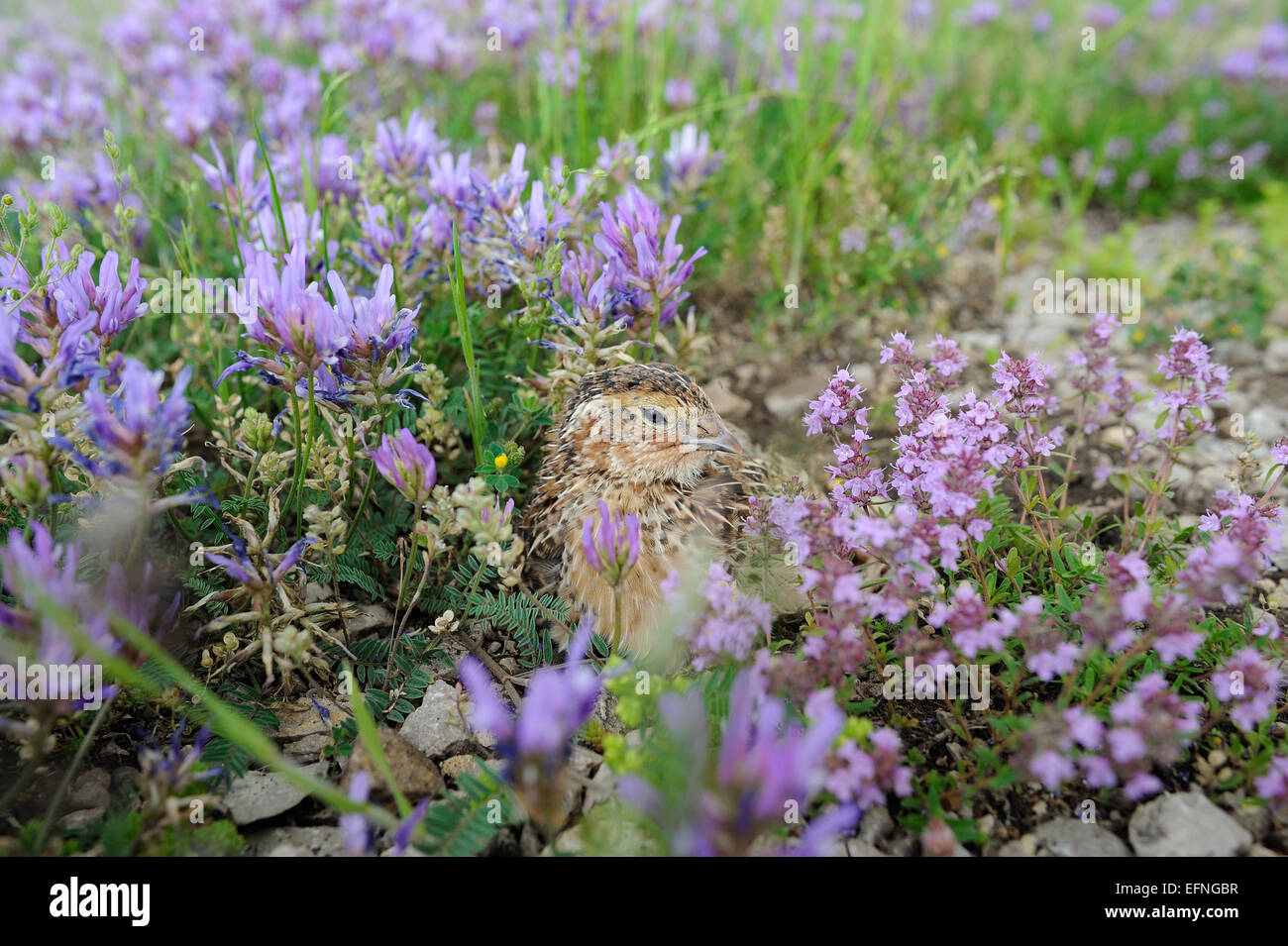 Pour la chasse des oiseaux caille Banque D'Images