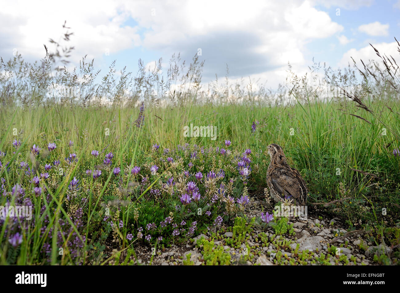 Pour la chasse des oiseaux caille Banque D'Images
