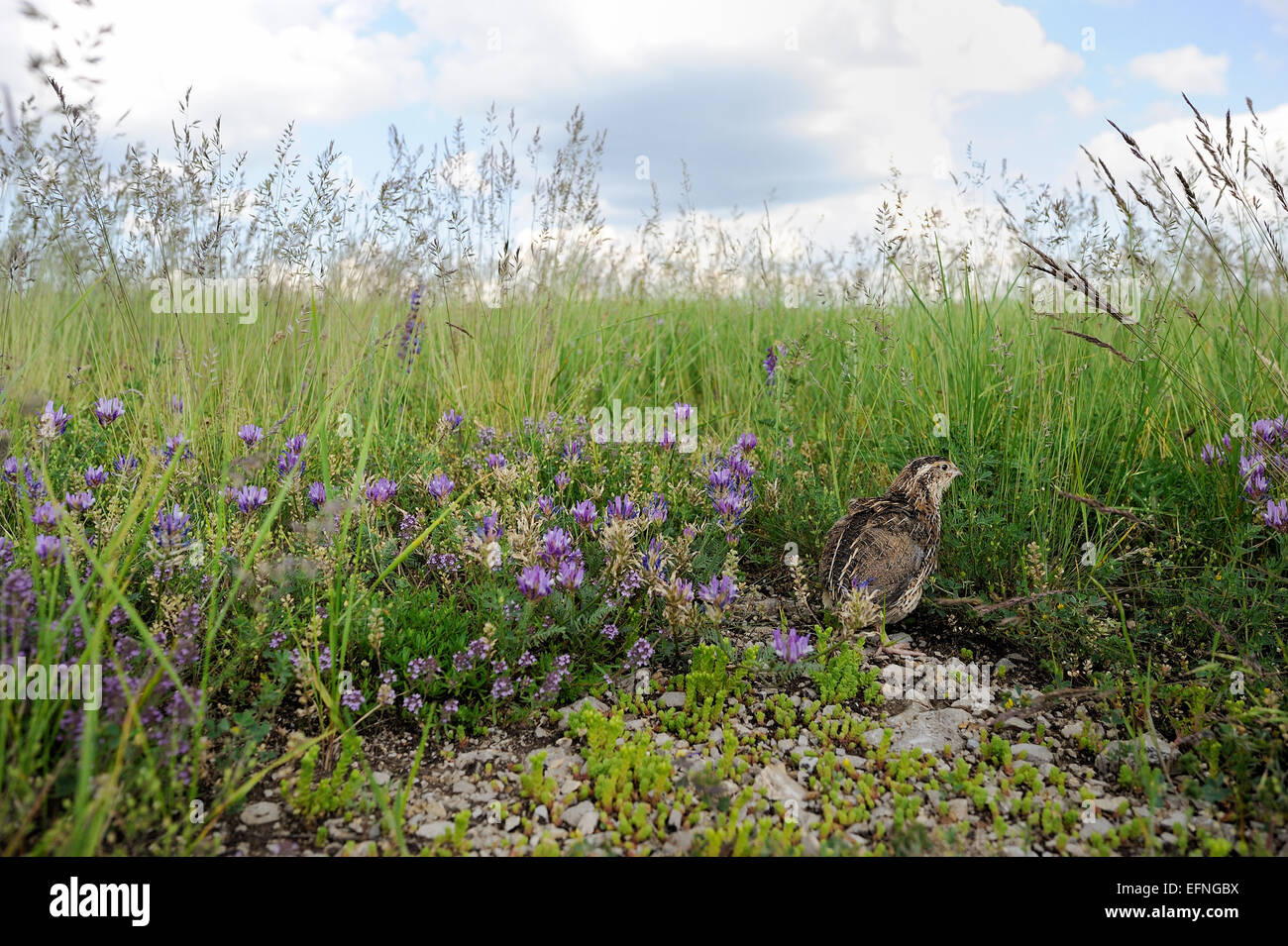 Pour la chasse des oiseaux caille Banque D'Images