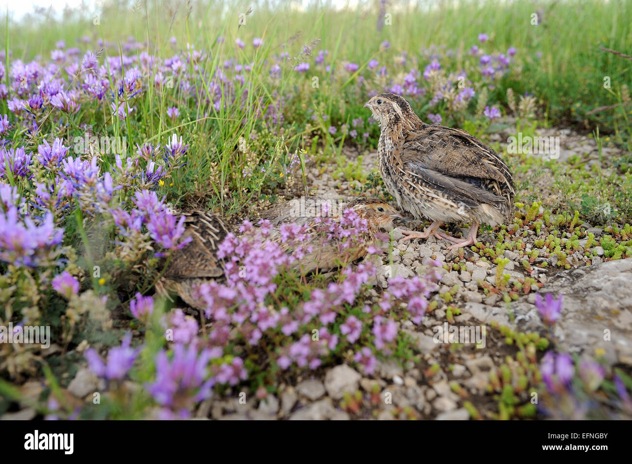Pour la chasse des oiseaux caille Banque D'Images